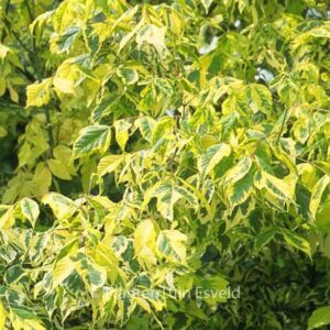 Acer negundo 'Aureomarginatum'