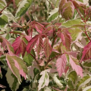 Acer negundo 'Flamingo'
