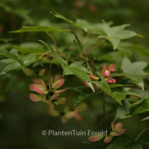 Acer oliverianum
