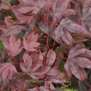 Acer palmatum 'Adriaan's Compact'