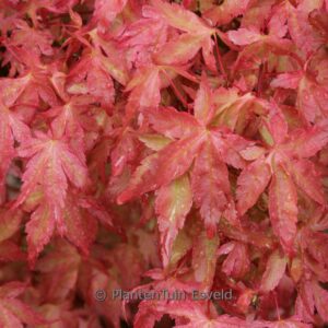 Acer palmatum 'Bonfire'