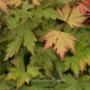 Acer palmatum 'Annick'