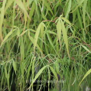 Acer palmatum 'Ao-shime'