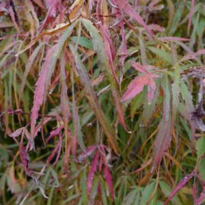 Acer palmatum 'Ao-yagi-gawa'