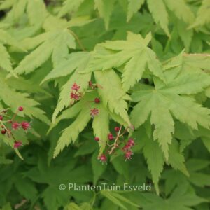 Acer palmatum 'Arano'