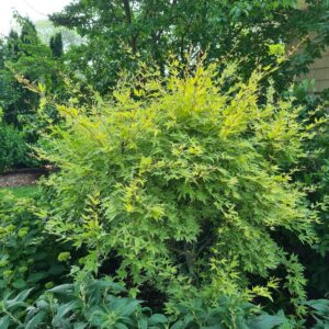 Acer palmatum 'Arjos1' (METAMORPHOSA)