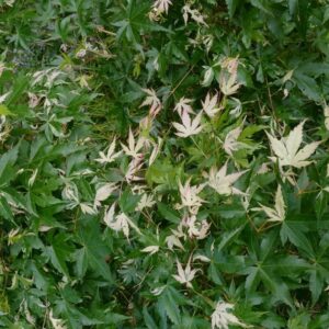 Acer palmatum 'Asahi-zuru'
