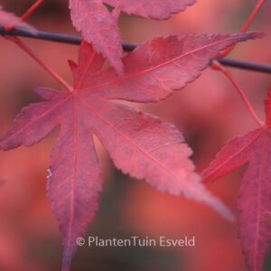 Acer palmatum 'Attraction'