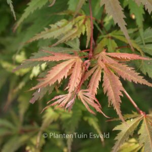 Acer palmatum 'Azuma-murasaki'