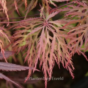 Acer palmatum 'Baldsmith'