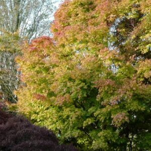 Acer palmatum 'Beni-kawa'