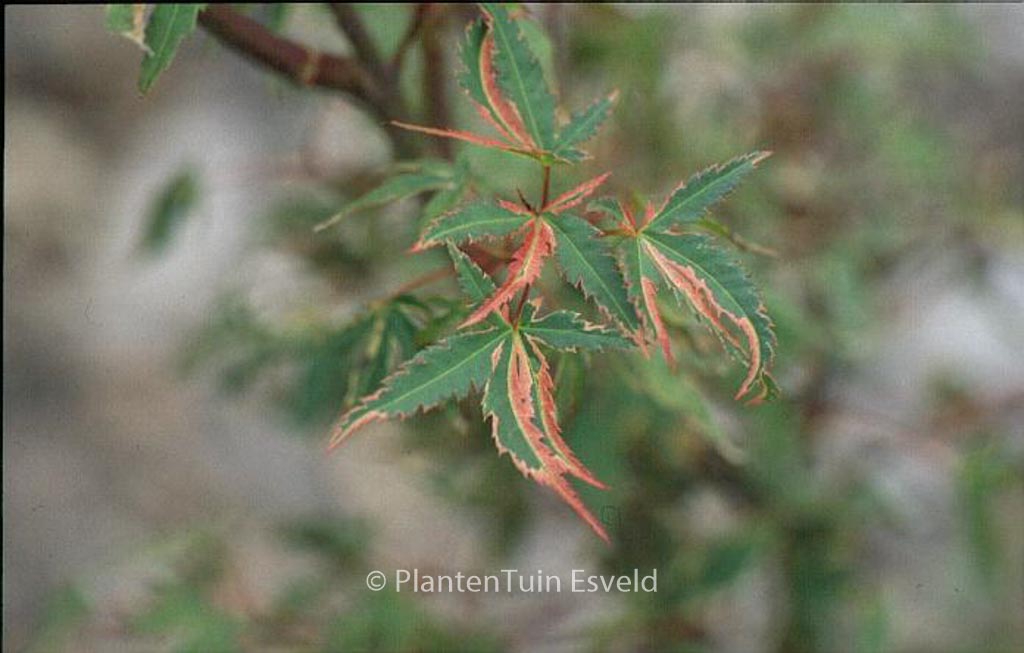 Acer palmatum 'Beni-shichi-henge'