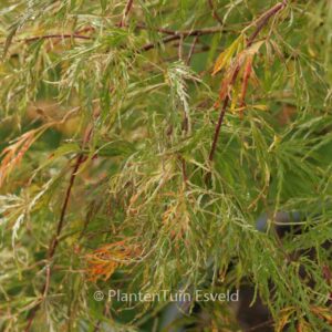 Acer palmatum 'Beni-shidare'
