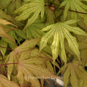 Acer palmatum 'Beni-shigatatsu-sawa'