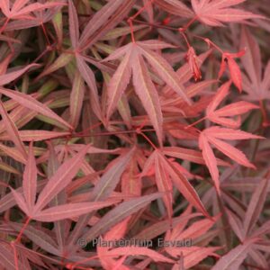 Acer palmatum 'Beni-ubi-gohon'