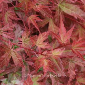 Acer palmatum 'Beni-zuru'