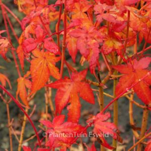 Acer palmatum 'Bi-hoo'