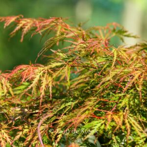Acer palmatum 'Birthday Wishes'