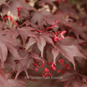 Acer palmatum 'Bloodgood'
