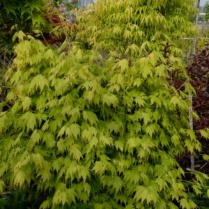 Acer palmatum 'Bob's Big Green'