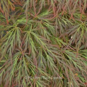 Acer palmatum 'Bronzewing'