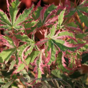 Acer palmatum 'Butterfly'