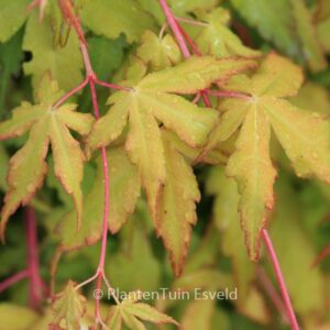 Acer palmatum 'Callico'
