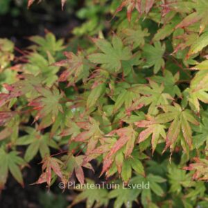 Acer palmatum 'Caperci Dwarf'