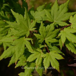 Acer palmatum 'Charlotte-Helene'