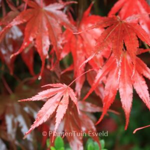 Acer palmatum 'Chitose-yama'