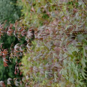 Acer palmatum 'Chokei-ji'