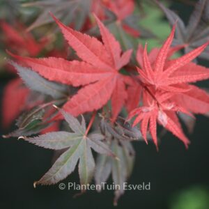 Acer palmatum 'Cindy'