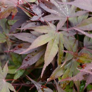 Acer palmatum 'Collingwood Ingram'
