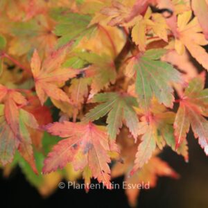 Acer palmatum 'Coonara Pygmy'