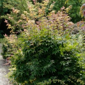Acer palmatum 'Coupe Soleil'