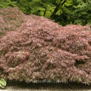 Acer palmatum 'Crimson Queen'