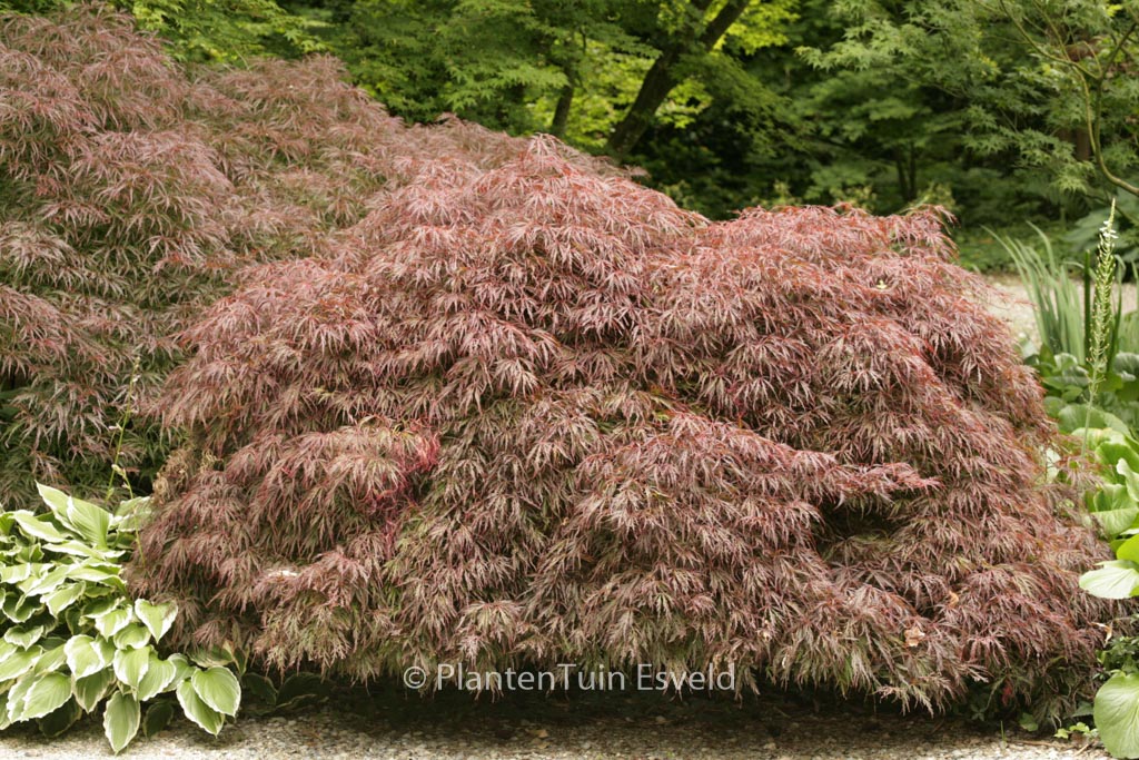 Acer palmatum 'Crimson Queen'