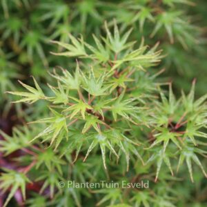 Acer palmatum 'Crippsii'