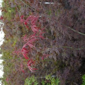 Acer palmatum 'Cristie Ann'
