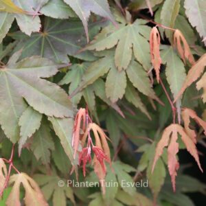 Acer palmatum 'Daiji-sen'