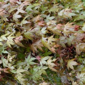 Acer palmatum 'De-shohjoh-nishiki'
