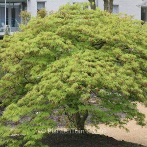 Acer palmatum 'Dissectum'