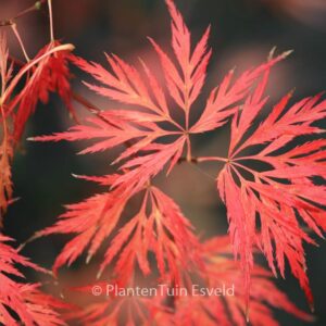 Acer palmatum 'Dr. Baker'