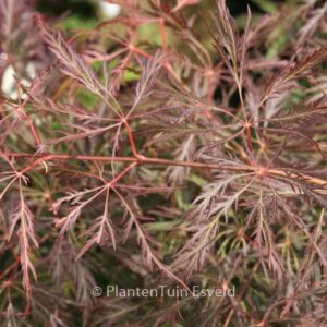 Acer palmatum 'Dr. Brown'