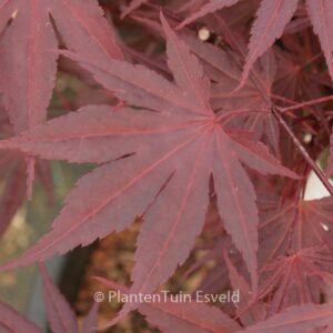 Acer palmatum 'E.P.'