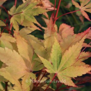 Acer palmatum 'Eddisbury'