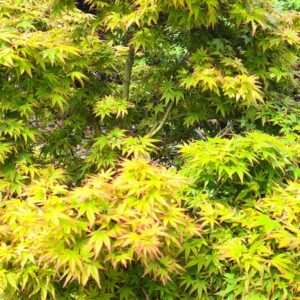 Acer palmatum 'Eimini'