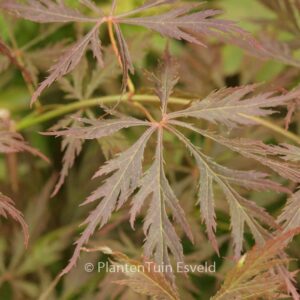 Acer palmatum 'Elmwood Spreader'