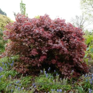 Acer palmatum 'Englishtown'