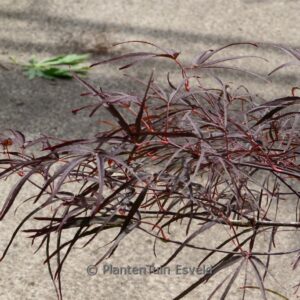 Acer palmatum 'Enkan'
